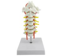 Modèle d'artère de colonne cervicale avec nerfs et os occipital, modèle de squelette d'anatomie pour étudiants en santé, modèle de vertèbres de colonne humaine, base amovible, PVC