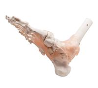 Modèle d'articulation de cheville de pied humain Modèle d'articulation de pied avec ligament Science médicale Taille réelle for l'étude de l'anatomie humaine