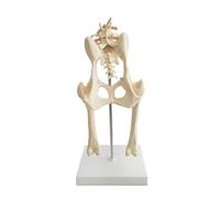 Modèle d'articulation de hanche de chien - Outil éducatif d'anatomie pelvienne pour le cabinet vétérinaire et l'enseignement