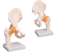 Modèle d'articulation de la hanche pelvienne, 1: 1 modèle anatomique squelette de science médicale de haute qualité