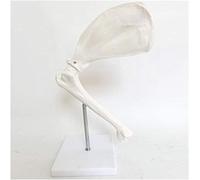 Modèle D'Articulation De L'Épaule Canine - Anatomie Du Squelette Animal Canin, Omoplate De Chien, Modèle D'Os Canin, Modèle Anatomique Vertébral D'Os De Squelette Canin Pour L'Étude Et L'Enseignement,