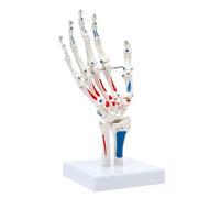 Modèle d'articulation de l'épaule humaine, modèle précis de squelette d'épaule grandeur nature, flexible anatomiquement for l'étude de l'anatomie humaine Moules pédagogiques