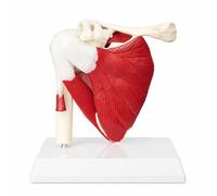 Modèle d'articulation de l'épaule mus humaine | Modèle d'anatomie de l'omoplate droite avec ligaments et base amovible, réplique pédagogique 3D avec manuel