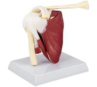 Modèle d'articulation de l'épaule, squelette d'anatomie en PVC avec ligaments, outil éducatif pour salle de ureau médecin, modèle squelette 'anatomie pour étudier
