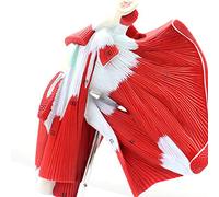Modèle d'articulation d'épaule avec modèle Anatomique de Muscle Humain de Tendon Musculaire - Modèles scientifiques d'anatomie Humaine Modèle de système de Mouvement - pour MedicalAid