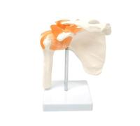 Modèle d'articulation d'épaule humaine, modèle de squelette d'épaule flexible taille réelle avec ligaments fonctionnels et base amovible