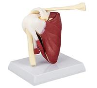 Modèle D'articulation D'épaule, Modèle D'épaule en PVC Avec Ligaments, Anatomie D'épaule Grandeur Nature Pour Outil Éducatif de Bureau de Médecins