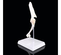 Modèle D'articulation Des Épaules De Chien Canin, Enseignement Vétérinaire, Recherche, Squelette D'halloween