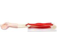 Modèle d'articulation du coude avec Muscles, réplique de l'anatomie du Corps Humain du modèle musclé Normal, Outil pédagogique pour Les Aides pédagogiques à l'étude