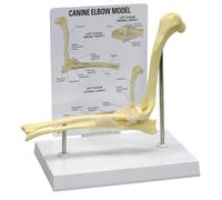 Modèle d'articulation du coude canin - Outil pédagogique d'étude vétérinaire for l'affichage de l'anatomie animale