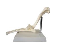 Modèle d'articulation du coude for chien, modèle de ligament, modèle d'articulation du coude for chien, outil pédagogique, anatomie du corps animal, coude for chien, for cabinet vétérinaire