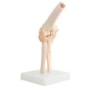 Modèle d'articulation du coude, modèle Anatomique du coude Humain, modèle d'articulation du coude Humain avec ligaments et Base d'affichage légère, modèle Anatomique for l'étude, l'affichage
