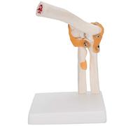 Modèle D'articulation du Coude, Modèle D'articulation du Coude Grandeur Nature Modèle de Squelette de Coude Précis Modèle D'articulation D'épaule Désossée pour L'enseignement de L'affichage de L'étude