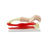 Modèle d'articulation du coude, outils pédagogiques en biologie, modèle de muscle squelettique du bras Moules pédagogiques