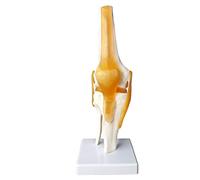 Modèle D'Articulation Du Genou, 1:1, Avec Ligaments Et Manuel Pédagogique