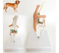 Modèle D'Articulation du Genou Canin, Modèle Anatomique D'Articulation du Genou Canin, Modèle Anatomique D'Articulation Artificiel en PVC De Taille Naturelle