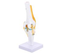 Modèle D'articulation du Genou pour L'enseignement, Pvc 1: 1