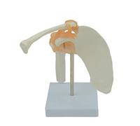 Modèle D'articulation 'épaule Fonctionnelle Humaine Anatomique Médicale Avec Base 'affichage Nature Pour L'étude 'anatomie De L'éducation Des Patients Ligament Anatomique Du Corps Humain