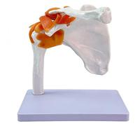 Modèle d'Articulation Épaule, Pied, Hanche, Main, Genou, Coude Humain avec Ligaments, Modèle Anatomique d'Articulation 1:1 pour Enseignement Médical Étude et Présentation(Shoulder joint)