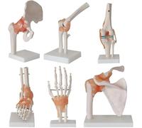 Modèle d'articulation humaine 6 pièces, modèle de squelette humain avec base, ensemble de répliques d'anatomie, comprenant l'articulation du pied, de la hanche, du genou, de l'épaule et du coude