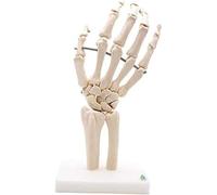 Modèle d'articulation osseuse de la Main Modèle de Squelette Humain Modèle Humain Recherche en Anatomie Humaine Modèle de Squelette d'articulation médicale Modèle de Main Modèle en PVC Aides