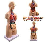 Modèle D'assemblage Anatomique 4d De 19PC D'organe Humain D'un Modèle De Corps De 55 Cm De Long Du Corps Humain Corps Humain Corps Anatomique Des Organes Intérieurs Médicalement Anatomiques Pour L'ens