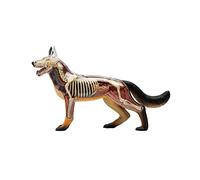 Modèle d'assemblage d'anatomie de Chien Loup modèle d'anatomie Animale Squelette 4D Squelette de Chien Organes détachables Parties du Corps pour l'éducation Aide à la Formation découverte de