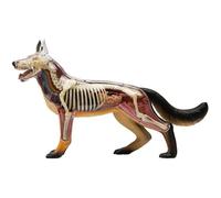 Modèle d'assemblage de l'anatomie squelette de chien Wolf, corps d'orgue détachable de biologie animale 29 parties, modèles éducatifs scientifiques modèles vétérinaires scolaires