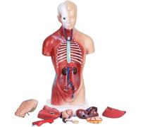 Modèle d'assemblage d'organe de torse humain 4D, corps détachable, outil d'affichage pédagogique for l'école médecine permettant aux étudiants d'en apprendre davantage sur les os(28cm)