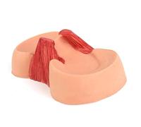 Modèle de base du genou, réparation du ménisque de l'articulation du genou, modèle médical anatomique de l'articulation du genou avec ligaments, aide pédagogique.