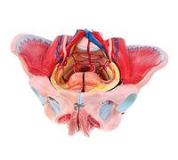 Modèle de bassin avec organes reproducteurs et anatomie nerveuse éducative | Modèle éducatif d'anatomie du bassin féminin - Organes reproducteurs détaillés et structures nerveuses pour les étudiants et