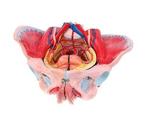 Modèle de bassin avec organes reproducteurs et anatomie nerveuse éducative | Modèle éducatif d'anatomie du bassin féminin - Organes reproducteurs détaillés et structures nerveuses pour les étudiants et
