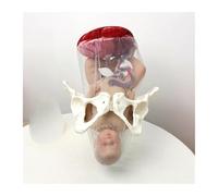 Modèle de Bassin de démonstration d'accouchement, fœtus/Cordon ombilical/Placenta-simulateur d'accouchement Bassin féminin et modèle de bébé for l'enseignement médical