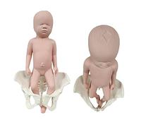 Modèle de Bassin de Démonstration D'accouchement, Modèle de Formation de Sage-Femme, Modèle de Bébé de Bassin Féminin Grandeur Nature avec Modèle de Muscles du Plancher Pelvien, Modèle Médical,Mâle