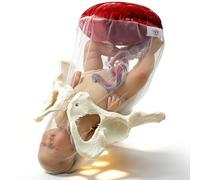 Modèle de bassin de démonstration d'accouchement, section pelvienne féminine humaine, grossesse, fœtus anatomique, cordon ombilical, placenta, simulateur d'accouchement pour étude