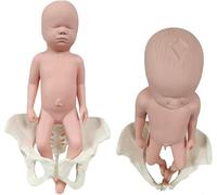 Modèle De Bassin De Démonstration De Naissance, Modèle Féminin De Bébé De Taille Pelvienne, Modèle De Muscle du Plancher Pelvien, Modèle Anatomique Médical