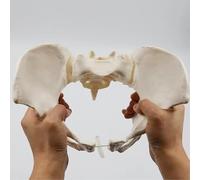 Modèle de Bassin féminin 1:1, modèle éducatif médical, modèle Anatomique du Bassin féminin, os de la Hanche Humain Pliable, matériau PVC, Outil pédagogique pour Les étudiants en Soins Infirmiers