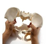 Modèle de bassin féminin articulé, modèle de hanche grandeur nature, squelette pelvien féminin avec deux têtes de fémur et articulations élastiques et mobiles pour l'étude en salle de anatomi