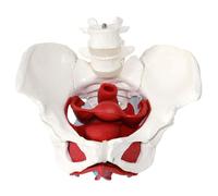 Modèle de bassin féminin avec muscles du plancher pelvien et organes reproducteurs amovibles. Consultation anatomique détaillée le patient