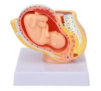 Modèle de Bassin Féminin de Grossesse, Structure Claire 9 Mois Modèle de Foetus de bébé Haute Résine de Simulation pour l'éducation des Patients