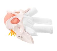 Modèle de Bassin Féminin Démontable avec Bébé et Placenta, Plastique | Simulation Mobile à Articulations Mobiles, Léger et Compact, pour Formation Sage-femme et Enseignement Infirmier