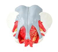 Modèle de bassin féminin détachable Modèle anatomique amovible pour l ' éducation en anatomie comprenant l ' utérus et les structures vasculaires Structure pelvienne