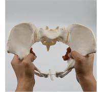 Modèle De Bassin Féminin Flexible - Sacrum Grandeur Nature Os De La Hanche Squelette du Bassin Le Modèle Peut Plier Le Modèle D’Anatomie Humaine, Outil éducatif pour Sage-Femme, étudiant en