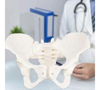 Modèle de bassin féminin grandeur nature, démonstration avec mouvement, modèle d'anatomie féminine flexible, modèle anatomique pelvien pour l'éducation scientifique, sage-femme en obstétrique,