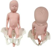 Modèle de bassin féminin grandeur nature for démonstration d'accouchement - Modèle anatomique en PVC avec muscles du plancher pelvien for l'enseignement de la gynécologie