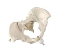 Modèle de bassin féminin humain - Aide pédagogique pour femme - Modèle de squelette pelvien pour l'éducation scientifique obstétrique - Squelette pelvien féminin - Aide pédagogique pour l'étude