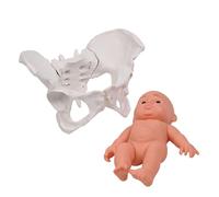 Modèle de bassin féminin humain avec squelette pelvien pour bébé Aide pédagogique pour l'éducation scientifique du bassin de sage-femme et bébé