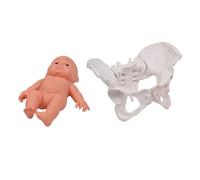 Modèle de bassin féminin humain avec squelette pelvien pour bébé Aide pédagogique pour l'éducation scientifique Squelette pelvien avec bébé pour l'étude scolaire