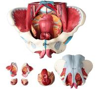 Modèle de Bassin féminin Humain Grandeur Nature avec Muscles du Plancher pelvien, vaisseaux nerfs et reproductifs, Organes Amovibles en 4 Parties pour Le kit d'étude médicale Anatomique