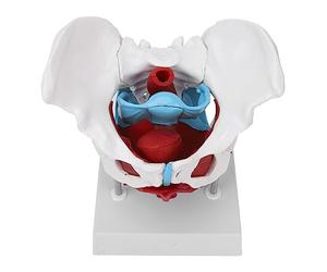 Modèle de bassin féminin, modèle d'anatomie féminine amovible grandeur nature avec les muscles du plancher pelvien, modèle anatomique coloré avec plinthe pour l'obstétrique